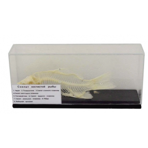 Fish skeleton model